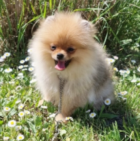 Pomeranian puppy for sale