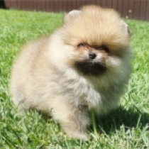 Baby Hero, orange Pomeranian for sale