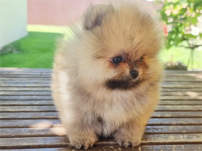 Deutscher Zwergspitz Welpe kaufen