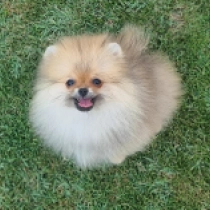Baby Hero, orange Pomeranian for sale