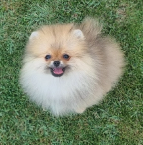 Pomeranian puppy for sale