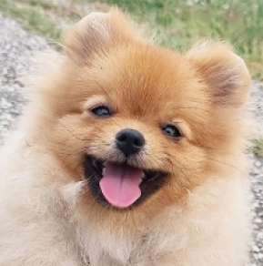 Pomeranian puppy for sale