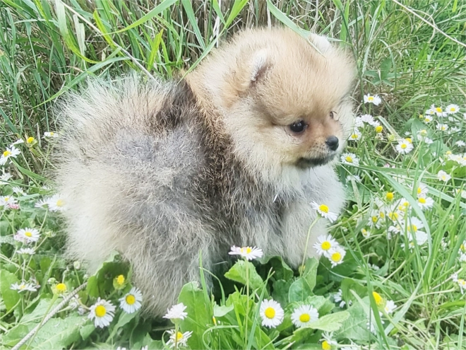 Deutscher Zwergspitz Welpe kaufen
