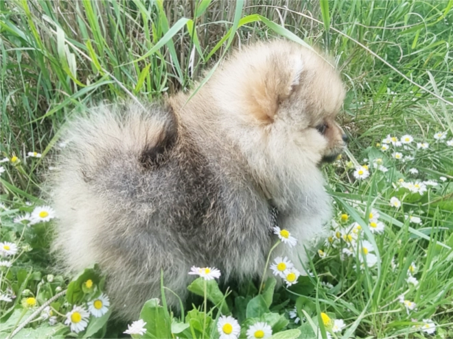Deutscher Zwergspitz Welpe kaufen