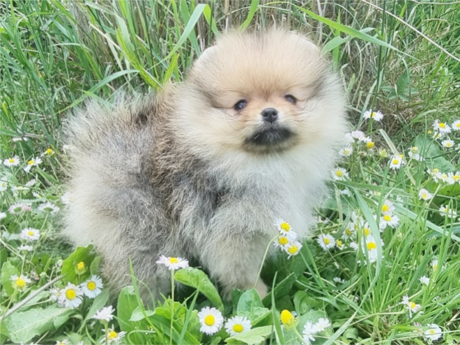 Deutscher Zwergspitz Welpe kaufen