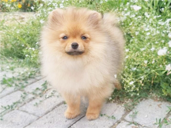 Pomeranian puppy for sale