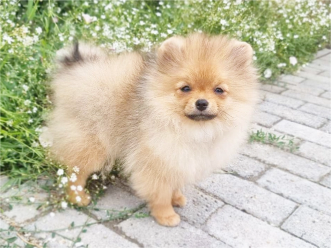 Pomeranian puppy for sale
