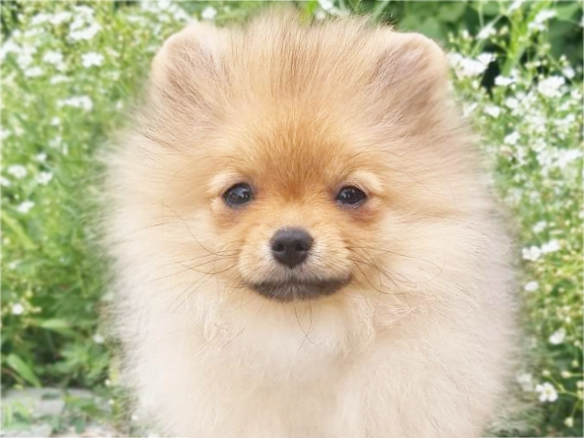 Pomeranian puppy for sale