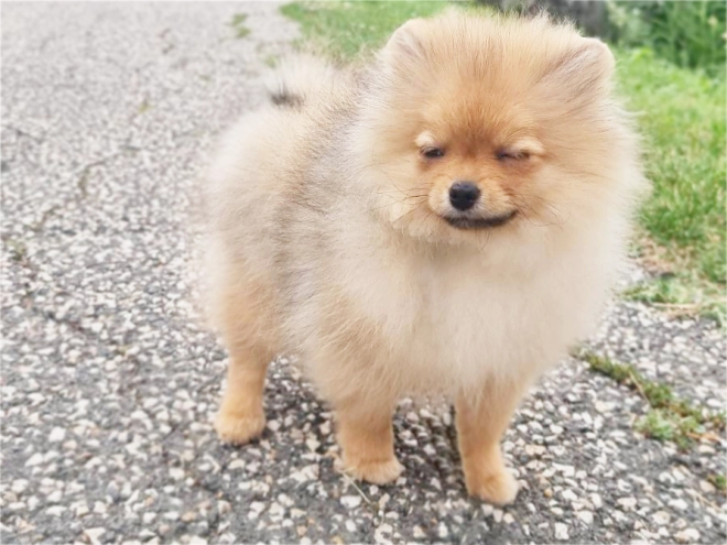 Pomeranian puppy for sale