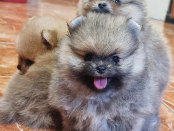 Pomeranian puppy for sale
