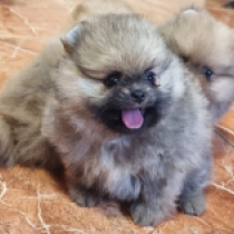 Teeny, orange Pomeranian for sale