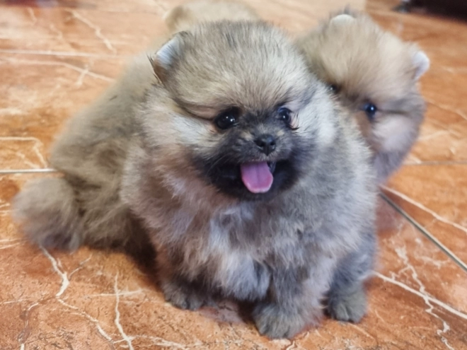 Pomeranian puppy for sale