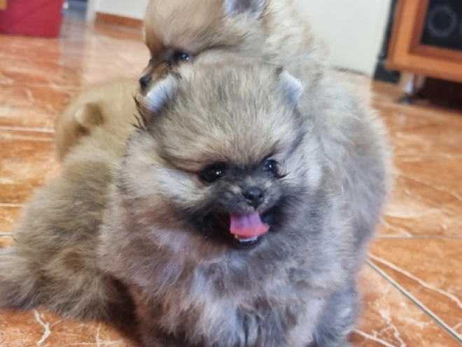 Pomeranian puppy for sale