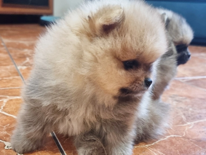 Pomeranian puppy for sale