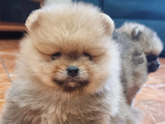 Pomeranian puppy for sale