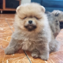 Piccolo, orange Pomeranian for sale