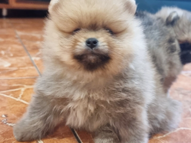 Pomeranian puppy for sale
