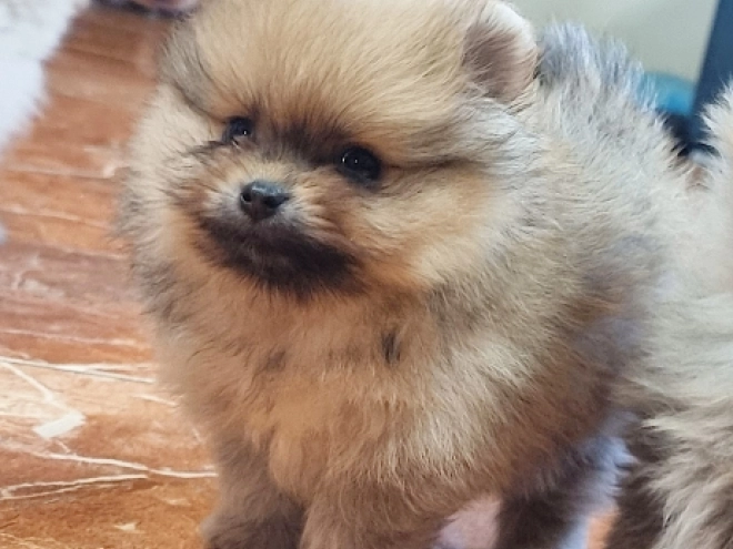 Pomeranian puppy for sale