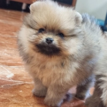 Chester, orange Pomeranian for sale