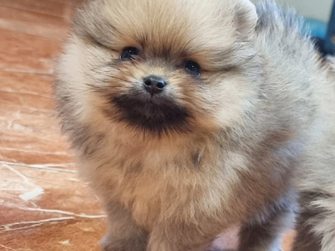 Pomeranian puppy for sale