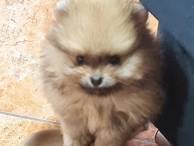 Pomeranian puppy for sale