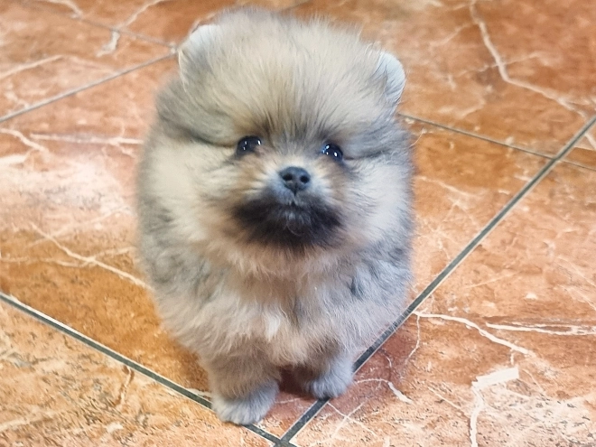 Pomeranian puppy for sale