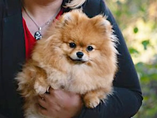 Pomeranian puppy for sale