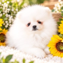 Micro, white Pomeranian for sale
