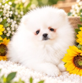 Pomeranian puppy for sale