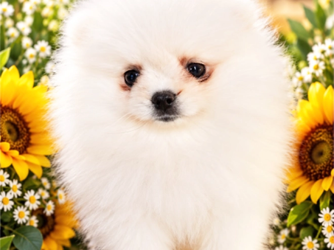 Pomeranian puppy for sale