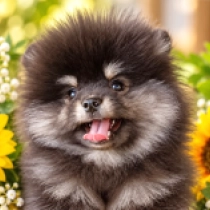 Midge, black and tan Pomeranian for sale