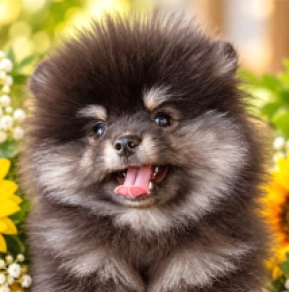 Pomeranian puppy for sale