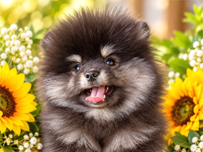 Pomeranian puppy for sale