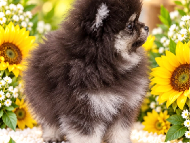 Pomeranian puppy for sale