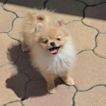 Incy, orange Pomerano en venta