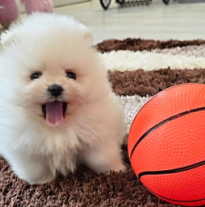 Pomeranian puppy for sale