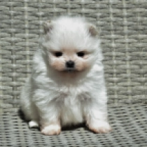 Pomeranian puppy for sale