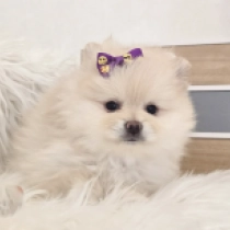 Marlo, cream Deutscher Zwergspitz Welpen kaufen
