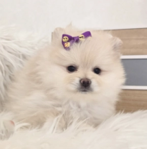 Perros Pomerano en venta