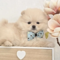 Luxor, cream Deutscher Zwergspitz Welpen kaufen