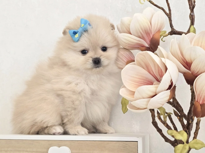 Perros Pomerano en venta