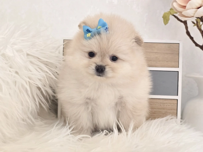 Perros Pomerano en venta