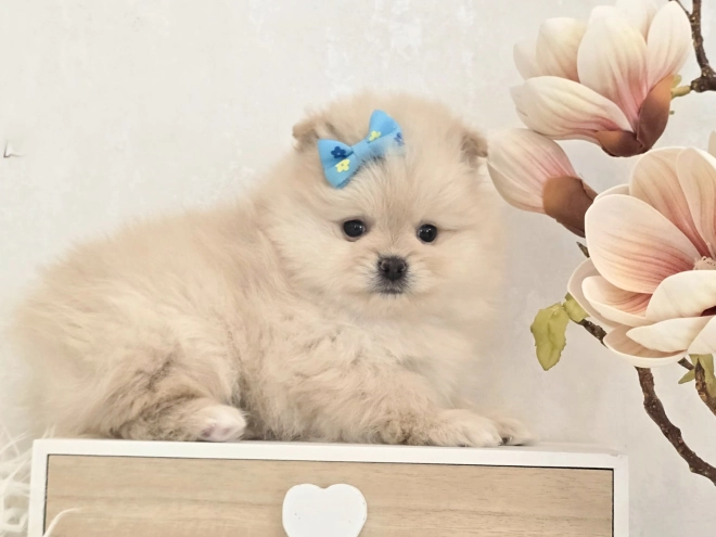 Perros Pomerano en venta