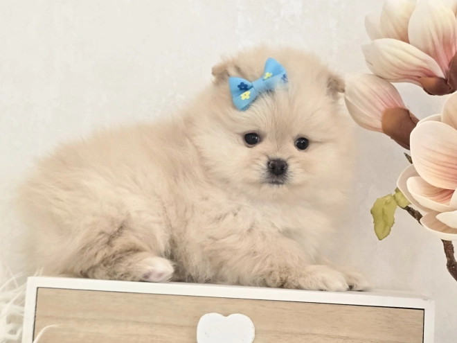 Perros Pomerano en venta