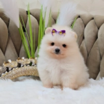 Coconut, white-cream Pomeranian for sale
