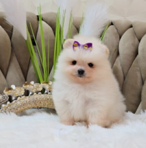 Pomeranian puppy for sale