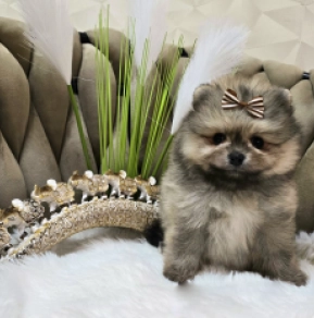 Pomeranian puppy for sale