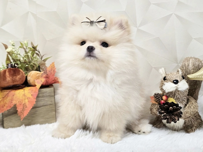 Pomeranian puppy for sale