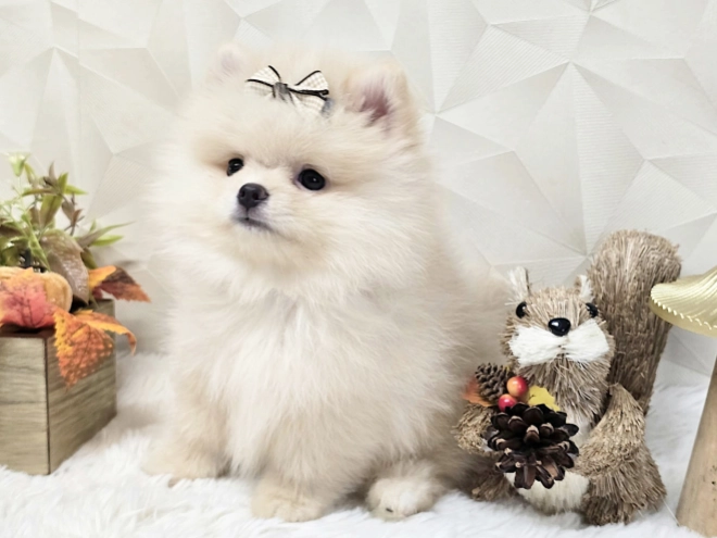 Pomeranian puppy for sale