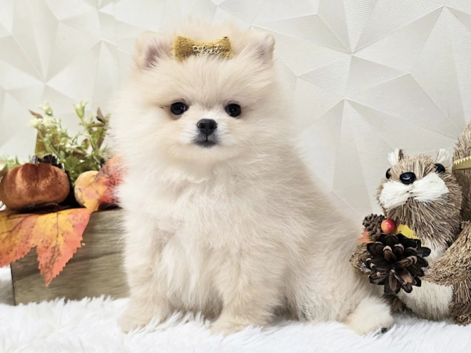 Pomeranian puppy for sale